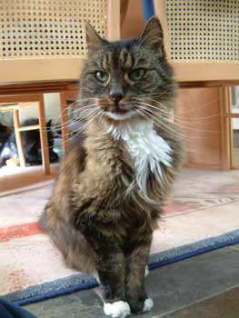 Coen, onze stoere ouwe baas